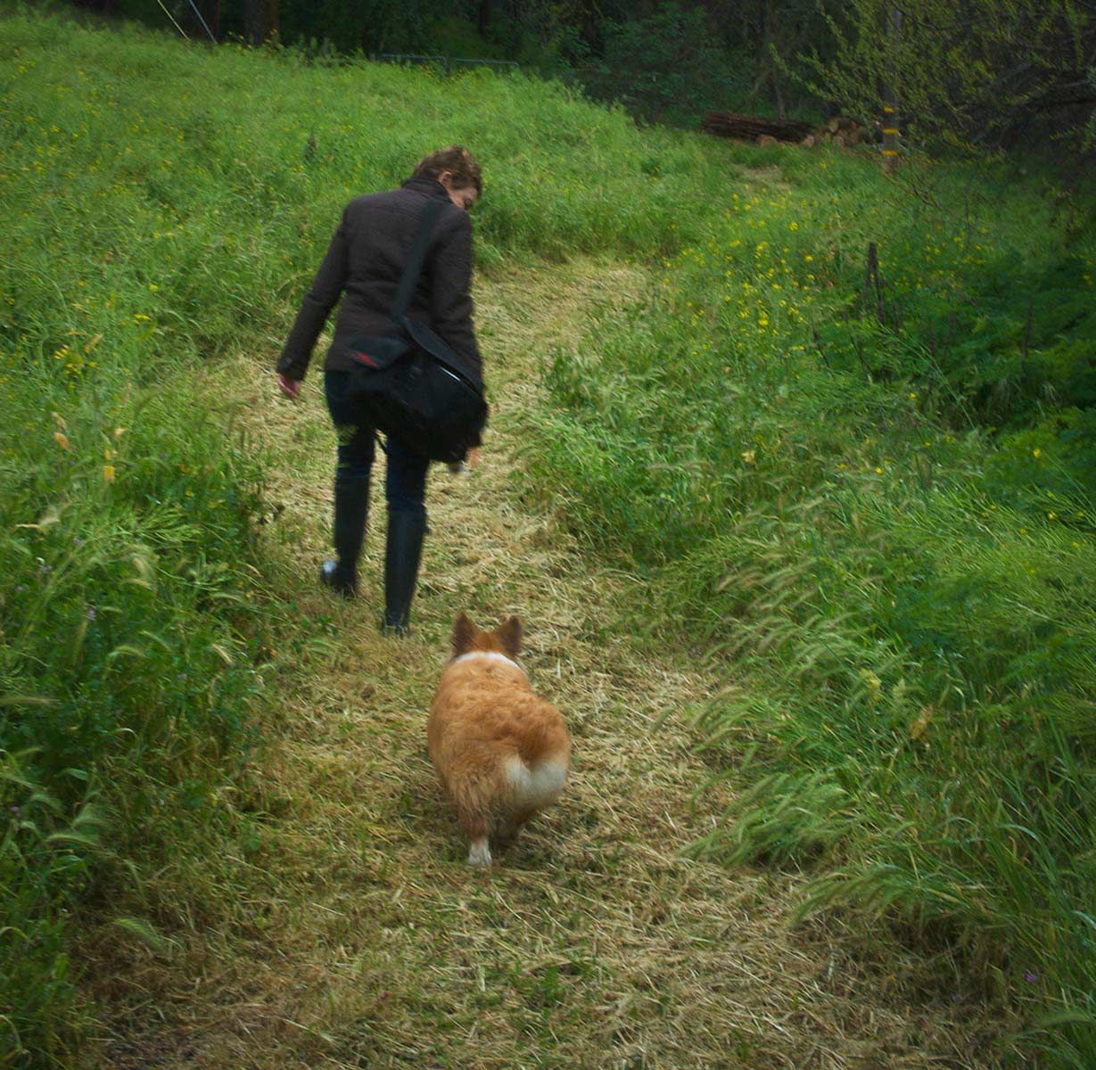 Henry, Fluffy Corgie
