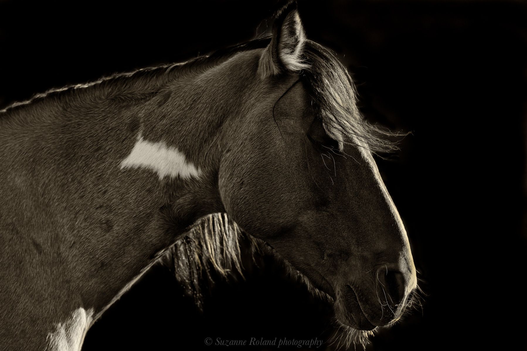 1_rtf4497_edit_2_edit_edit_edit