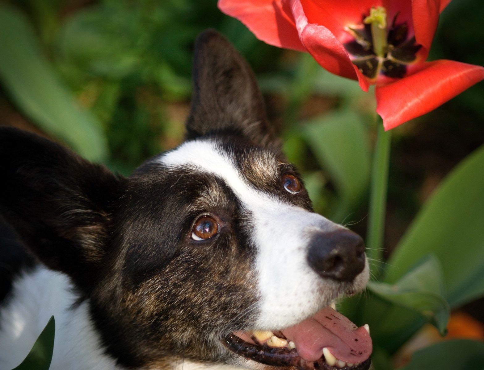 Jake's day in the wine country, amidst the tulips