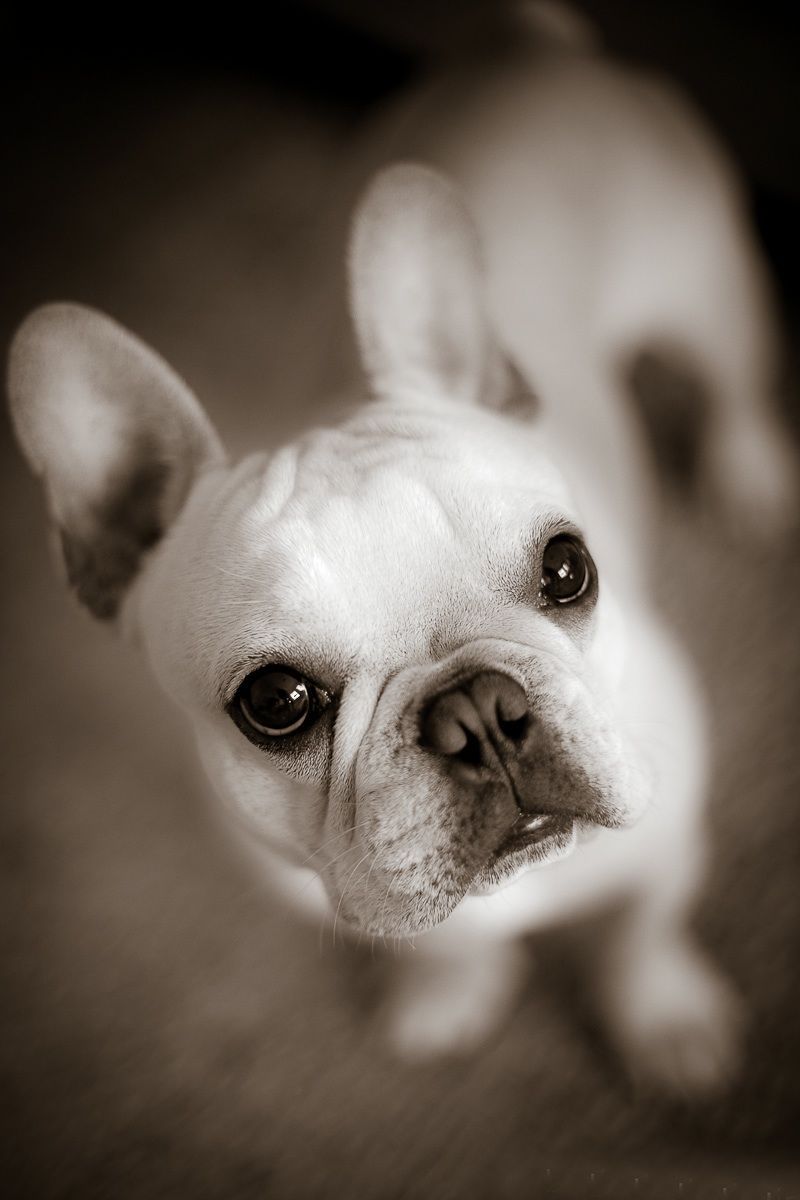 French Bulldog, Cooper