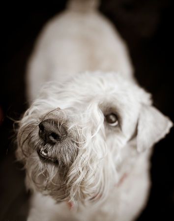 Krug, Wheaton Terrier