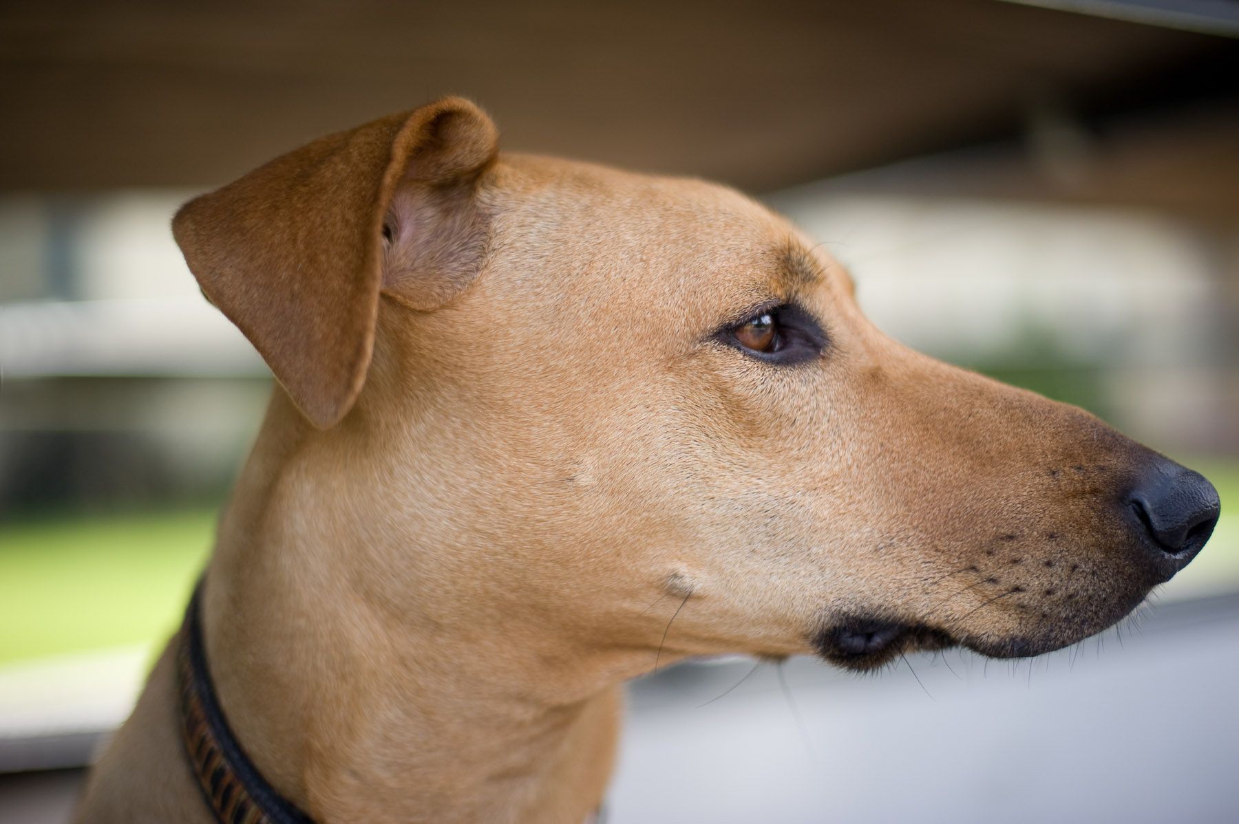 Rhodesian Ridgeback, Willow