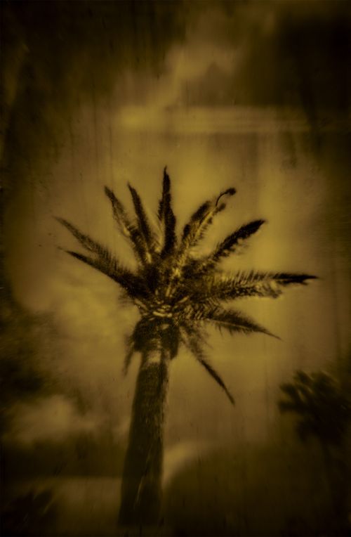 That Bird has my wings-12.jpg