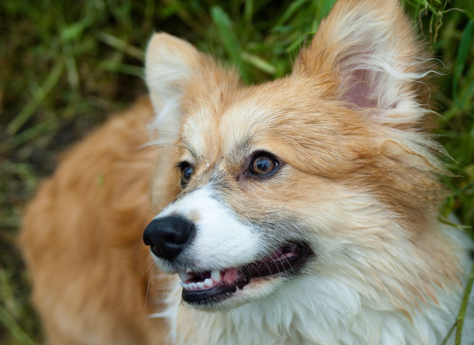 Henry, Fluffy Corgie