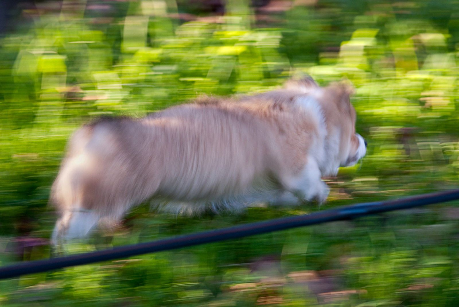 Henry, Fluffy Corgie