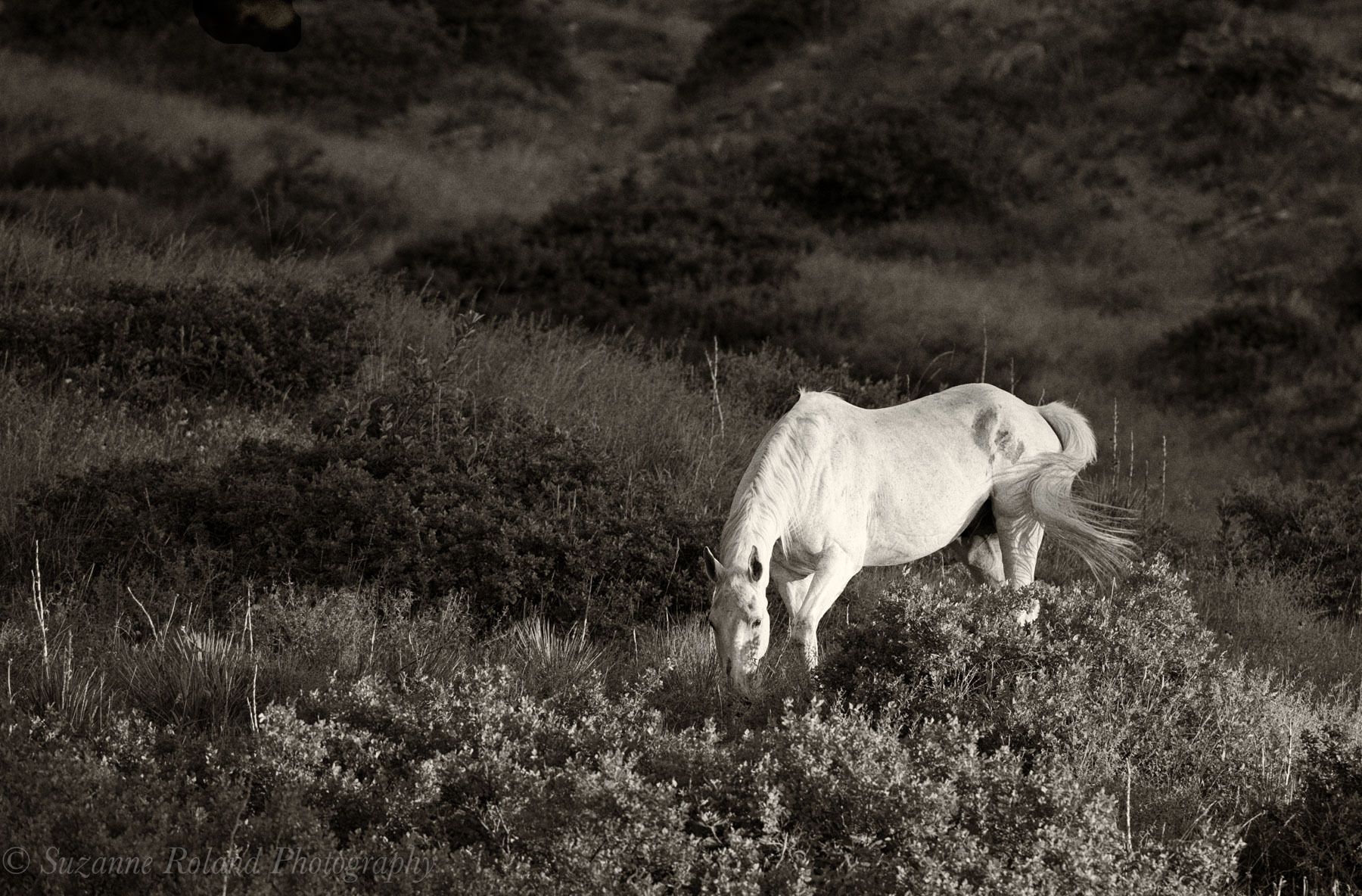 1_wyo1903_edit_edit_edit_edit