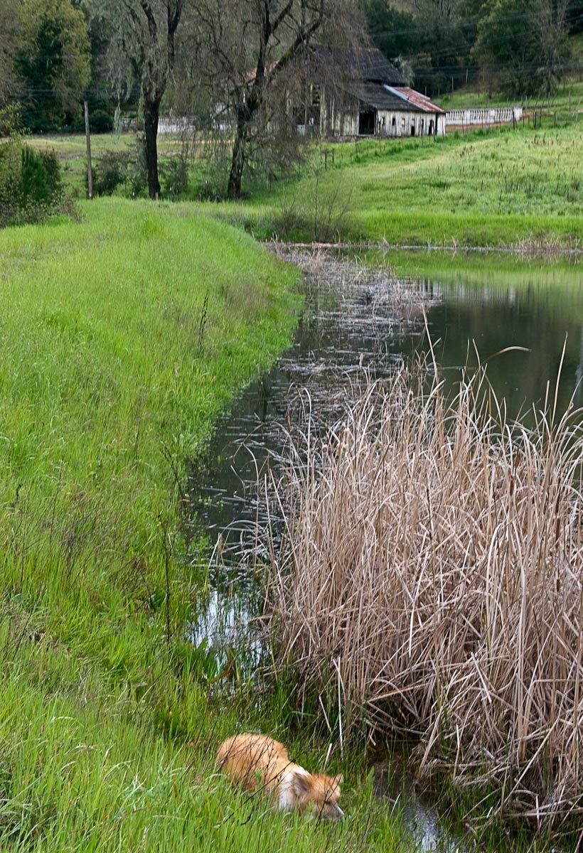 Henry, Fluffy Corgie