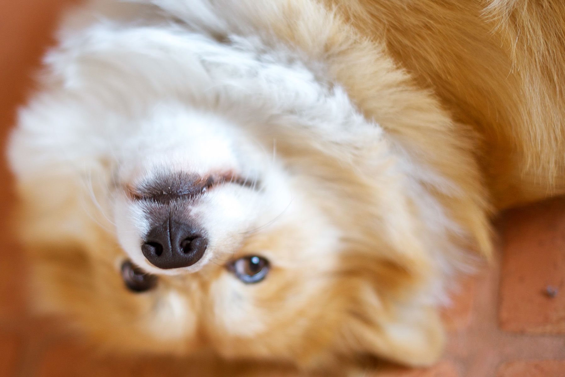 Henry, Fluffy Corgie