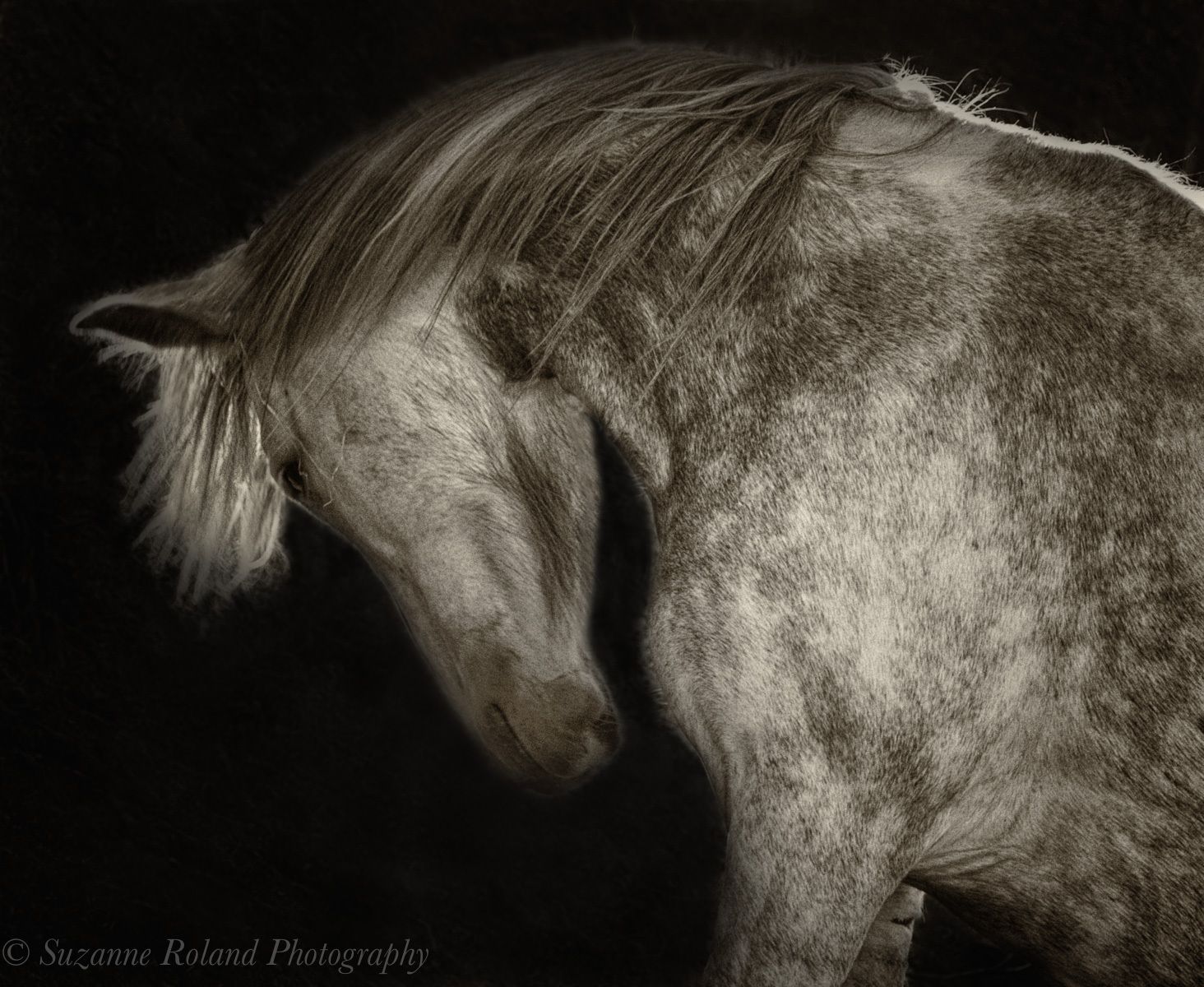 1_rtf3241a_bwdopple_edit_edit_edit