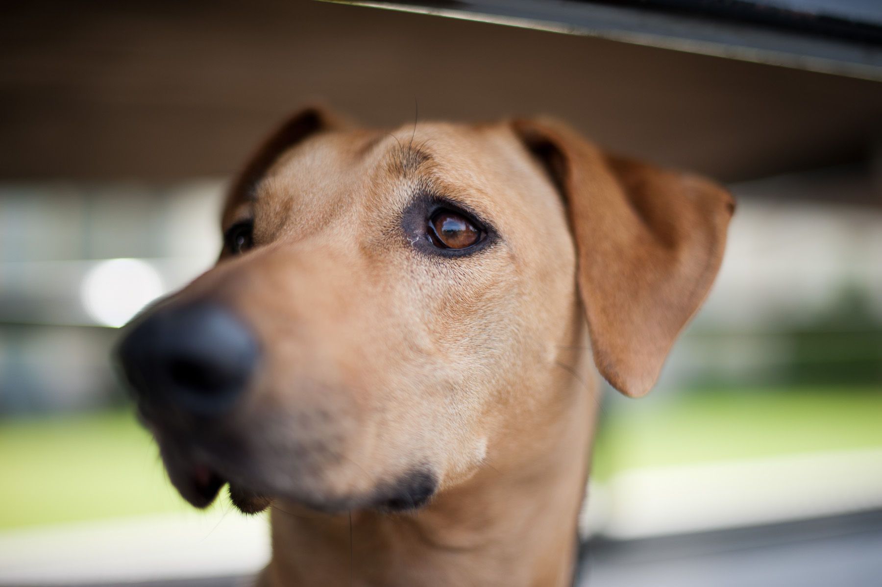 Rhodesian Ridgeback, Willow