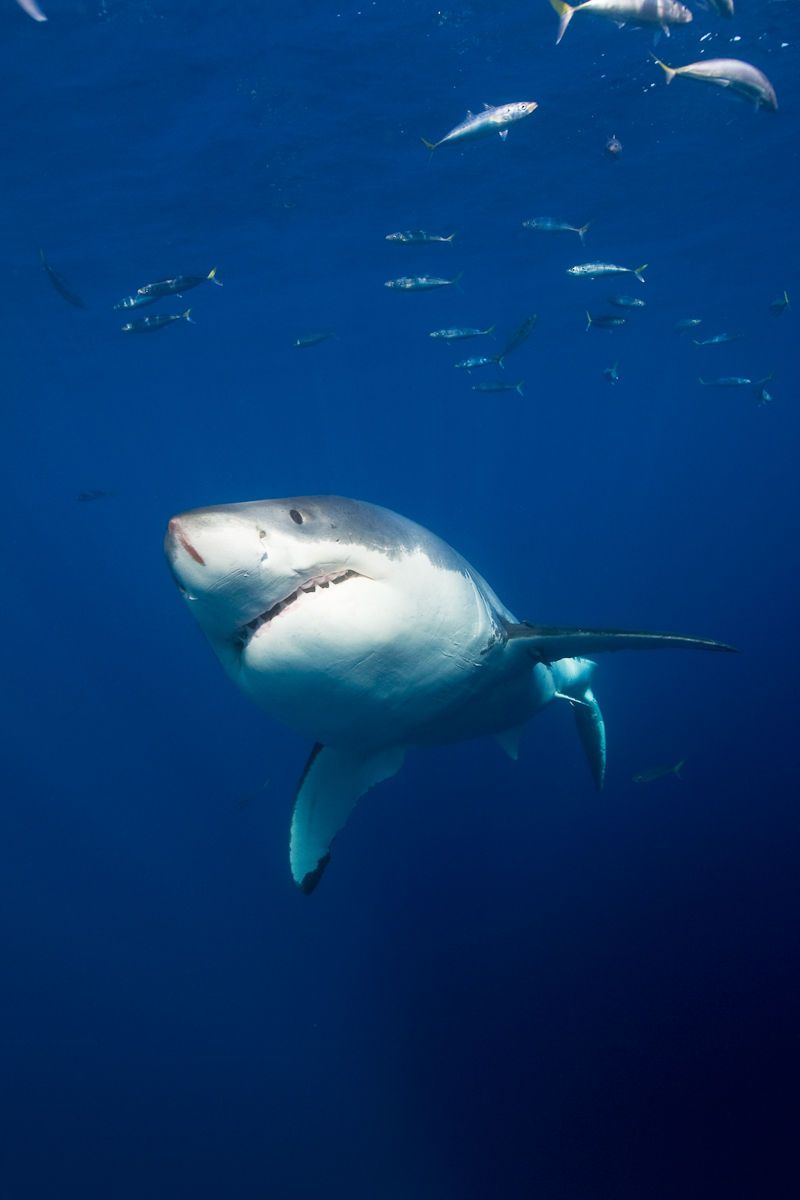 1great_white_shark_3.jpg