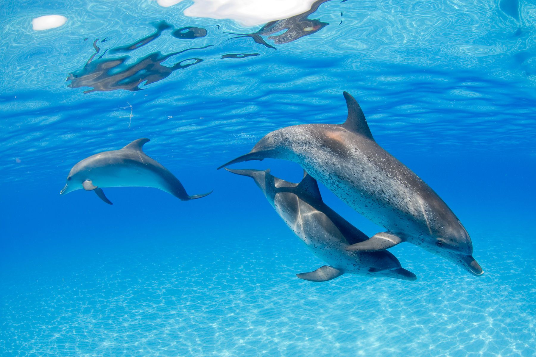 1atlantic_spotted_dolphins_1.jpg