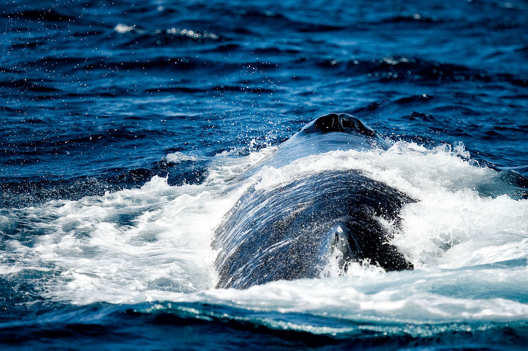Humpback Whale Surfacing