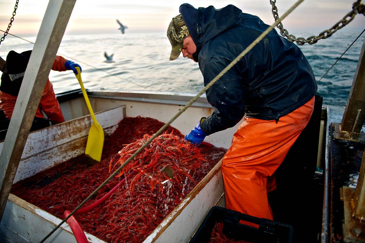 h44-110128_3553_MEShirmp19707 copy.jpg