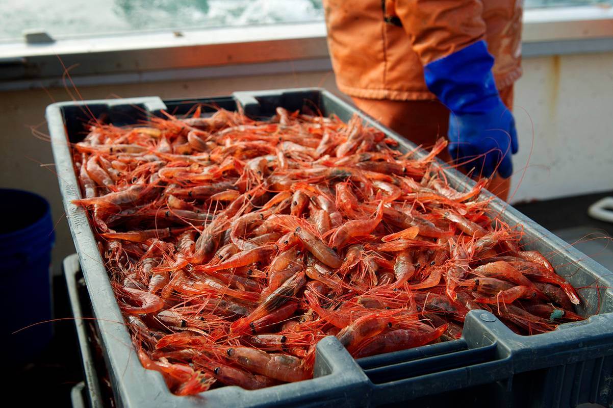 b42-110128_3553_MEShirmp20425 copy.jpg