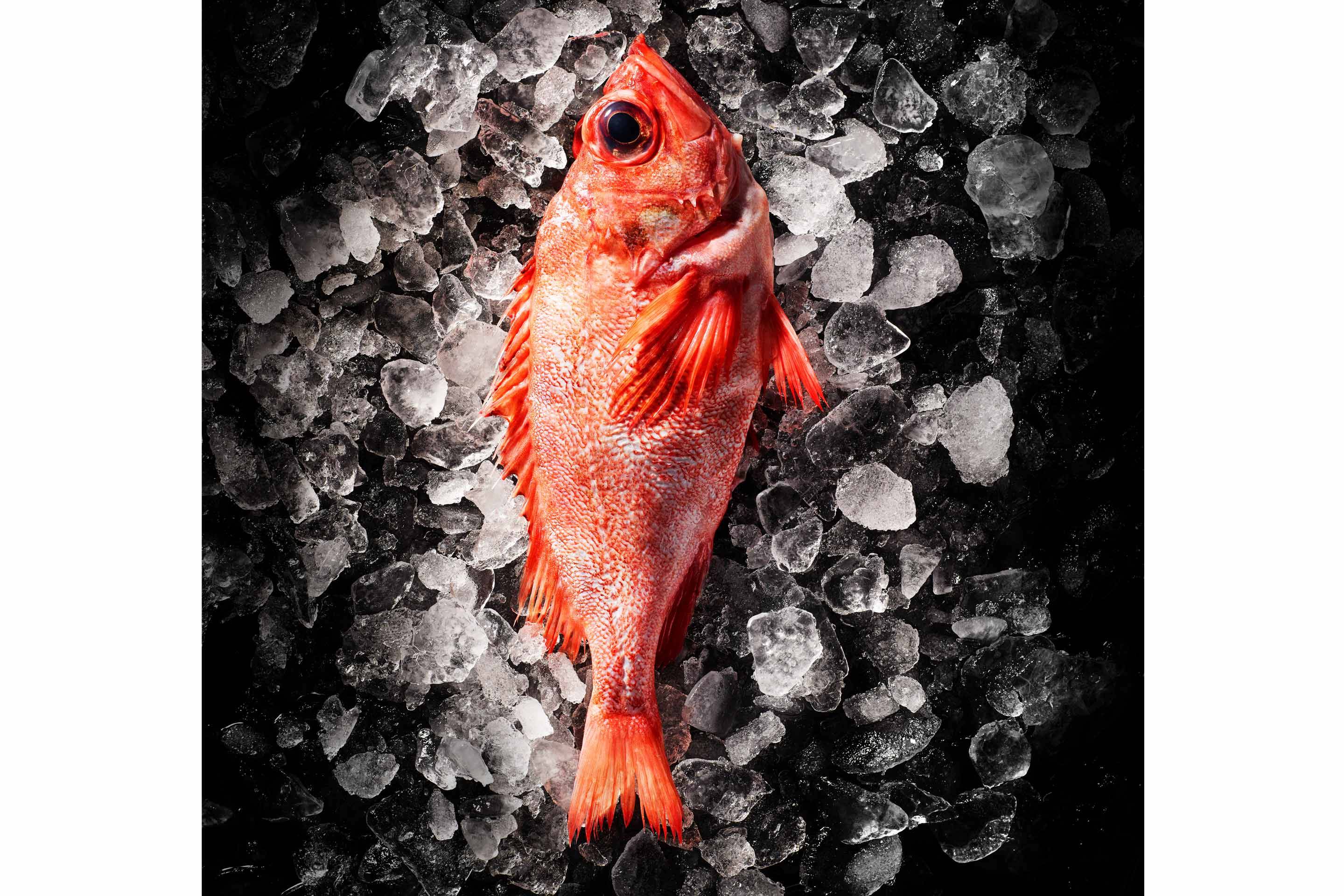 Iced Red Fish