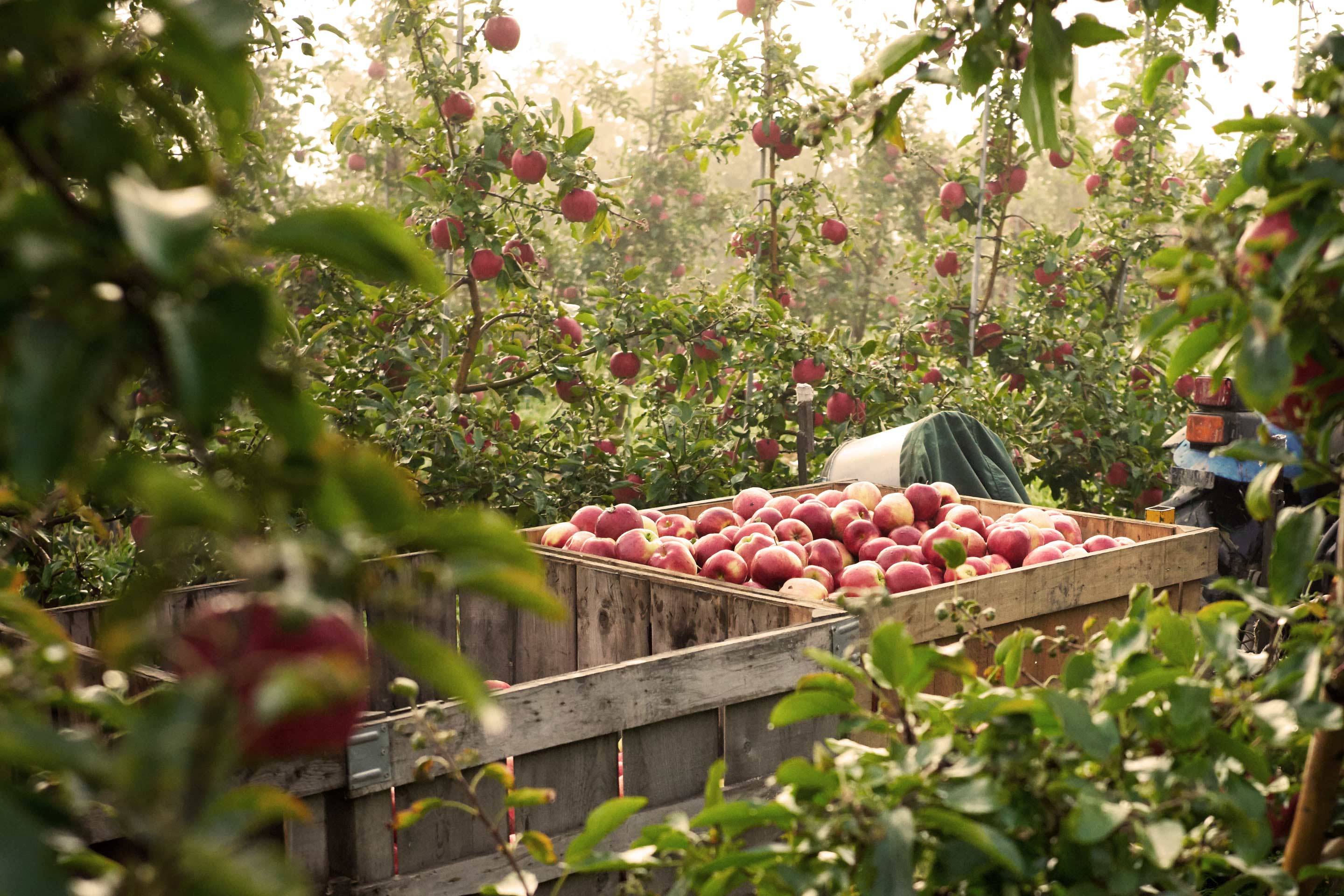 Champlain-Orchards.jpg