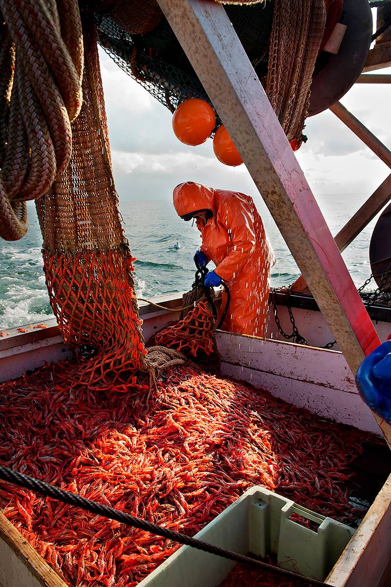 fgd-110128_3553_MEShirmp20619 copy 3.jpg