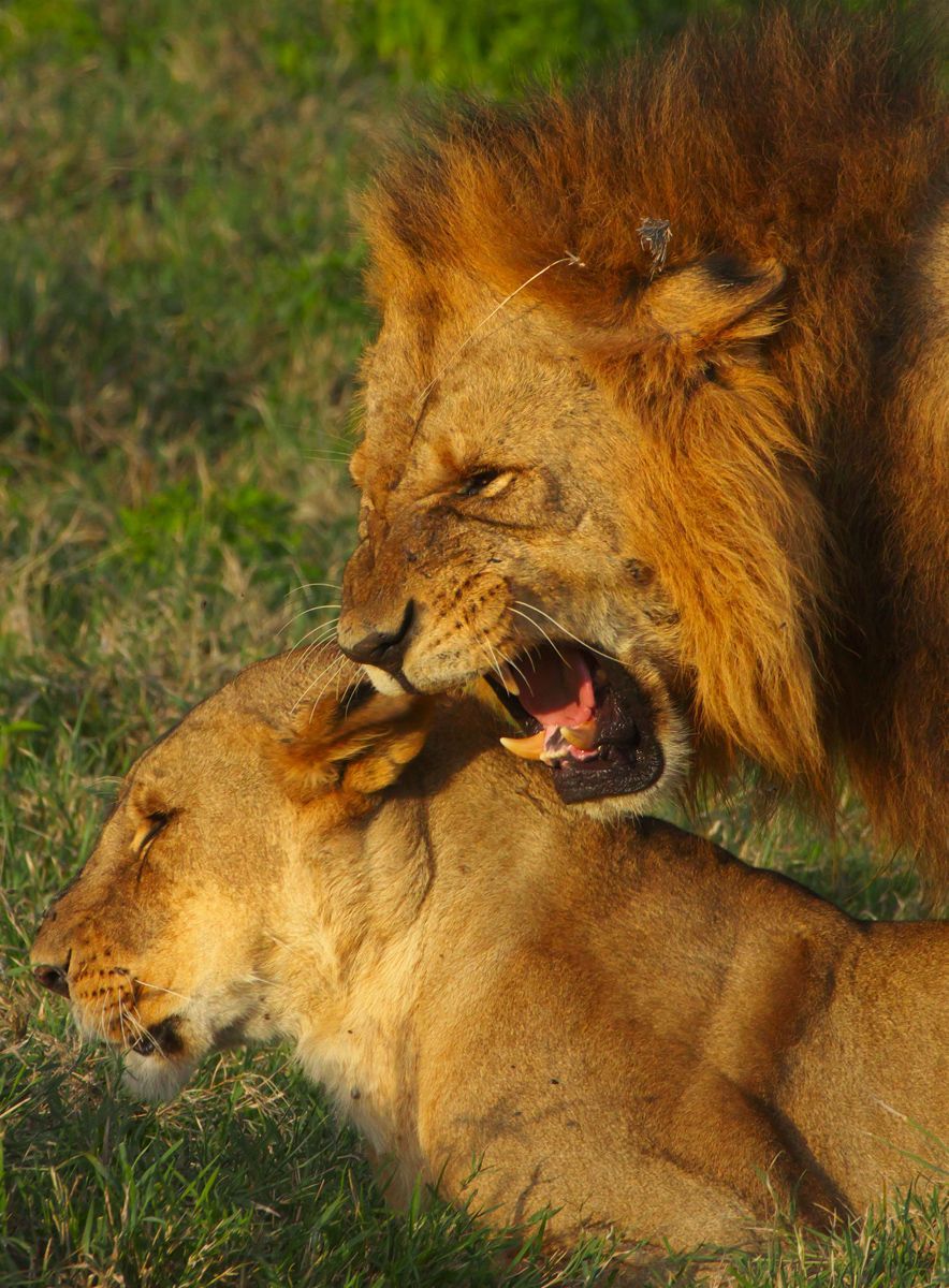 Mating lions