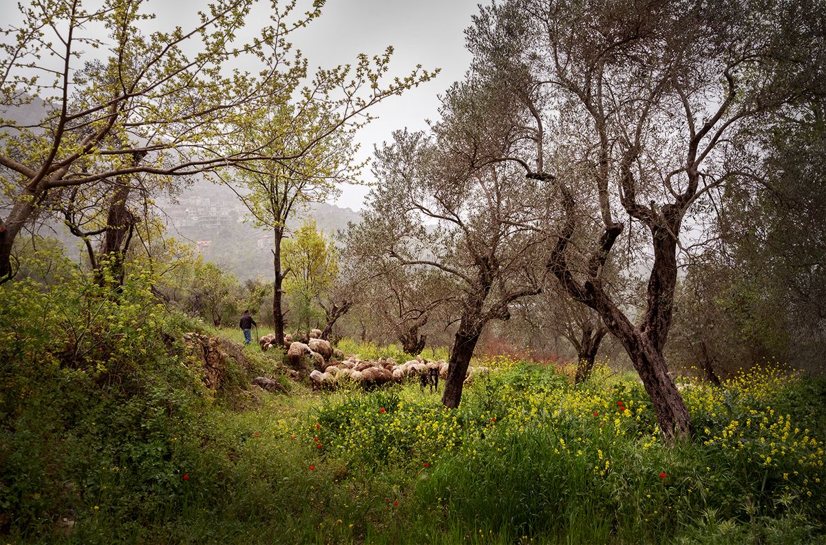Spring in Moukhtara Valley