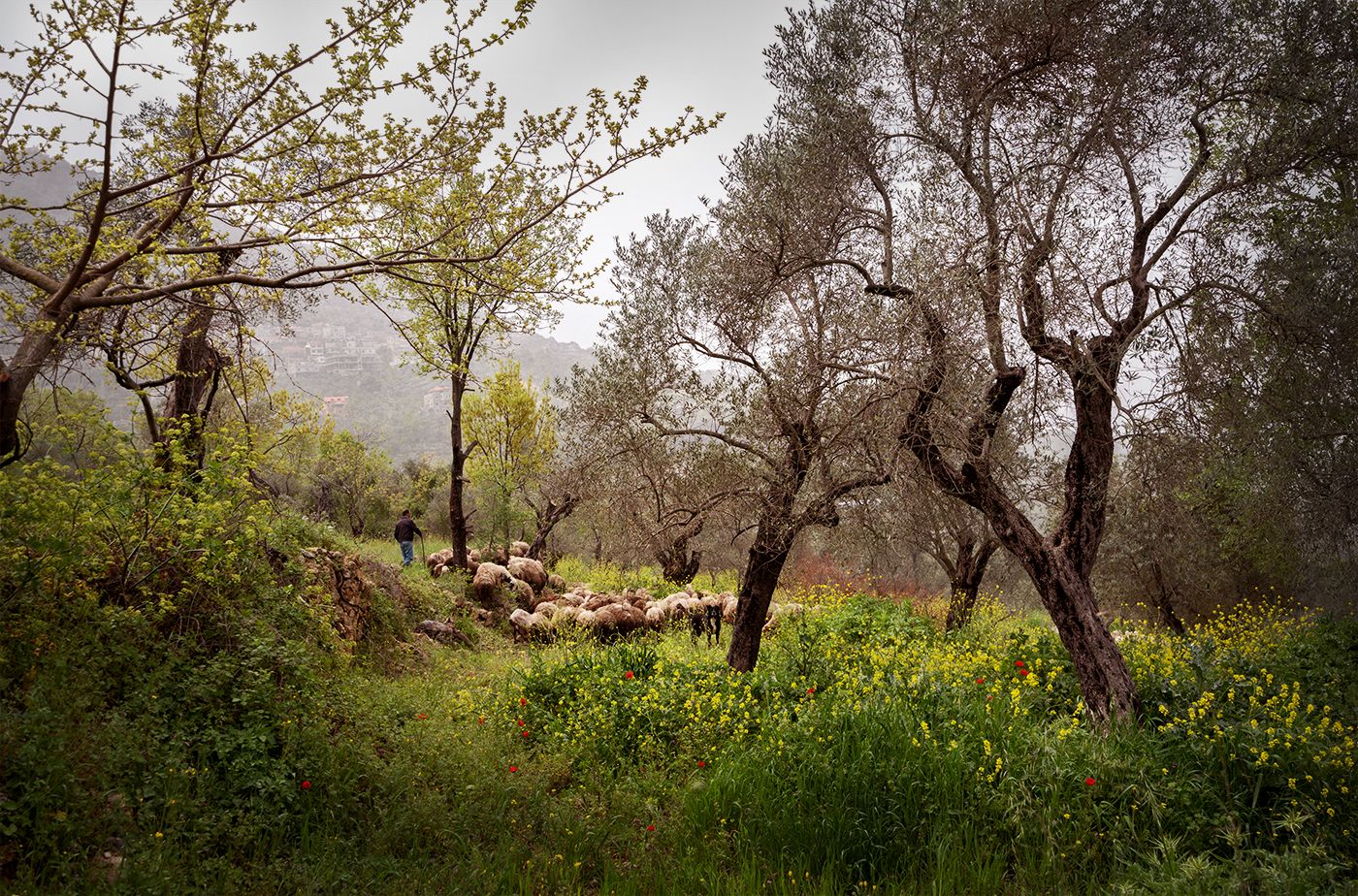 Spring in Moukhtara Valley