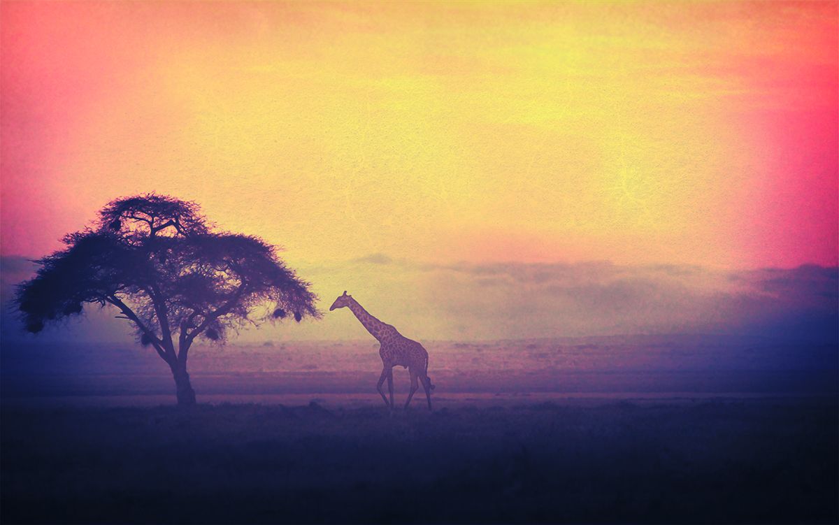Lone Giraffe