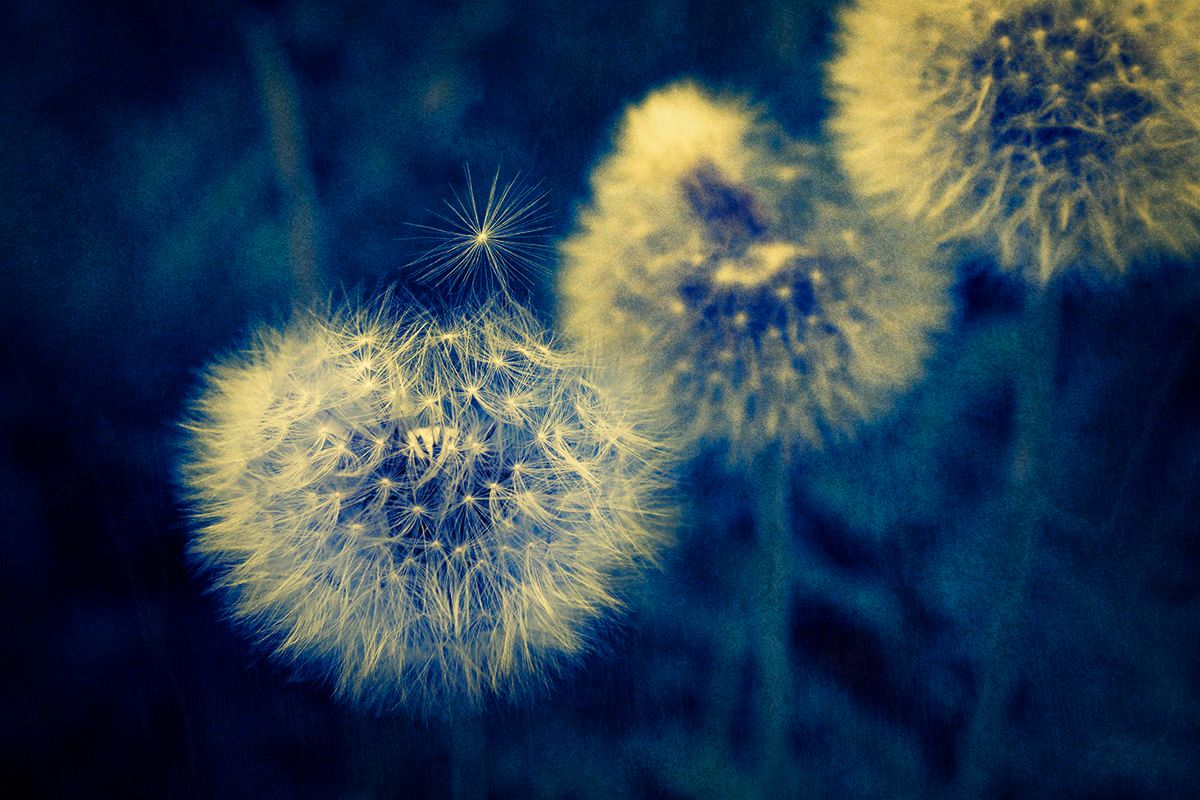 Dandelions clock.jpeg