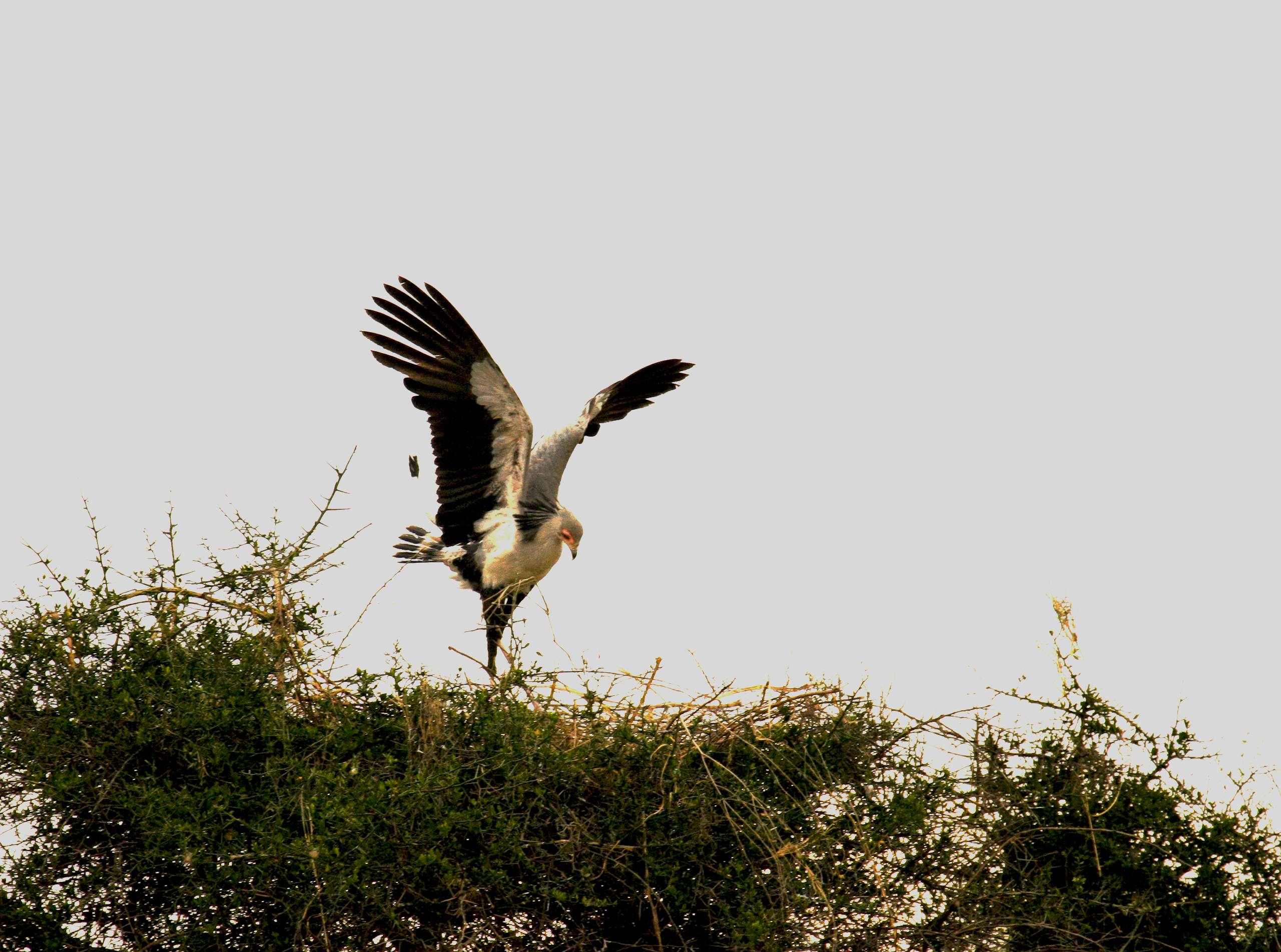 Secretary Bird