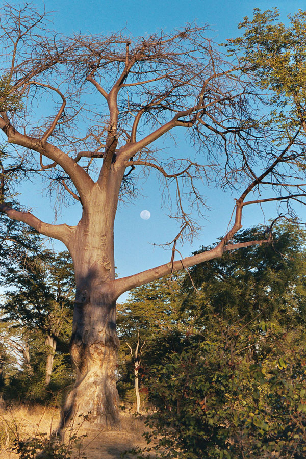 Baobab Moon