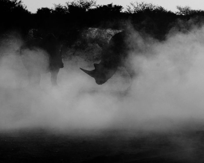 Rhinos in the Shadows