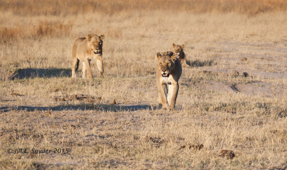 1hwange_lions_7_1_4t0g6635.jpg