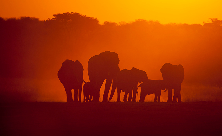Hwange Elephant Sunset