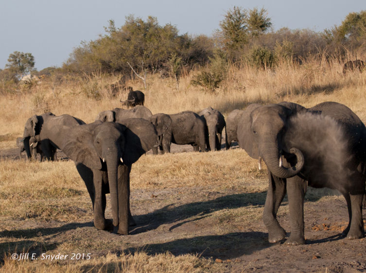 1hwange_elephants_4t0g5797.jpg