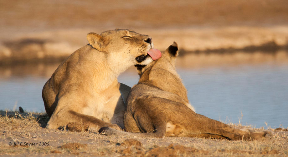 1hwange_lions_7_1_15_4t0g6736.jpg