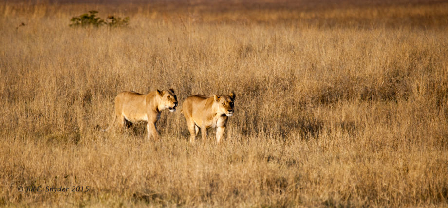 1hwange_lions_7_1_15_4t0g6632.jpg