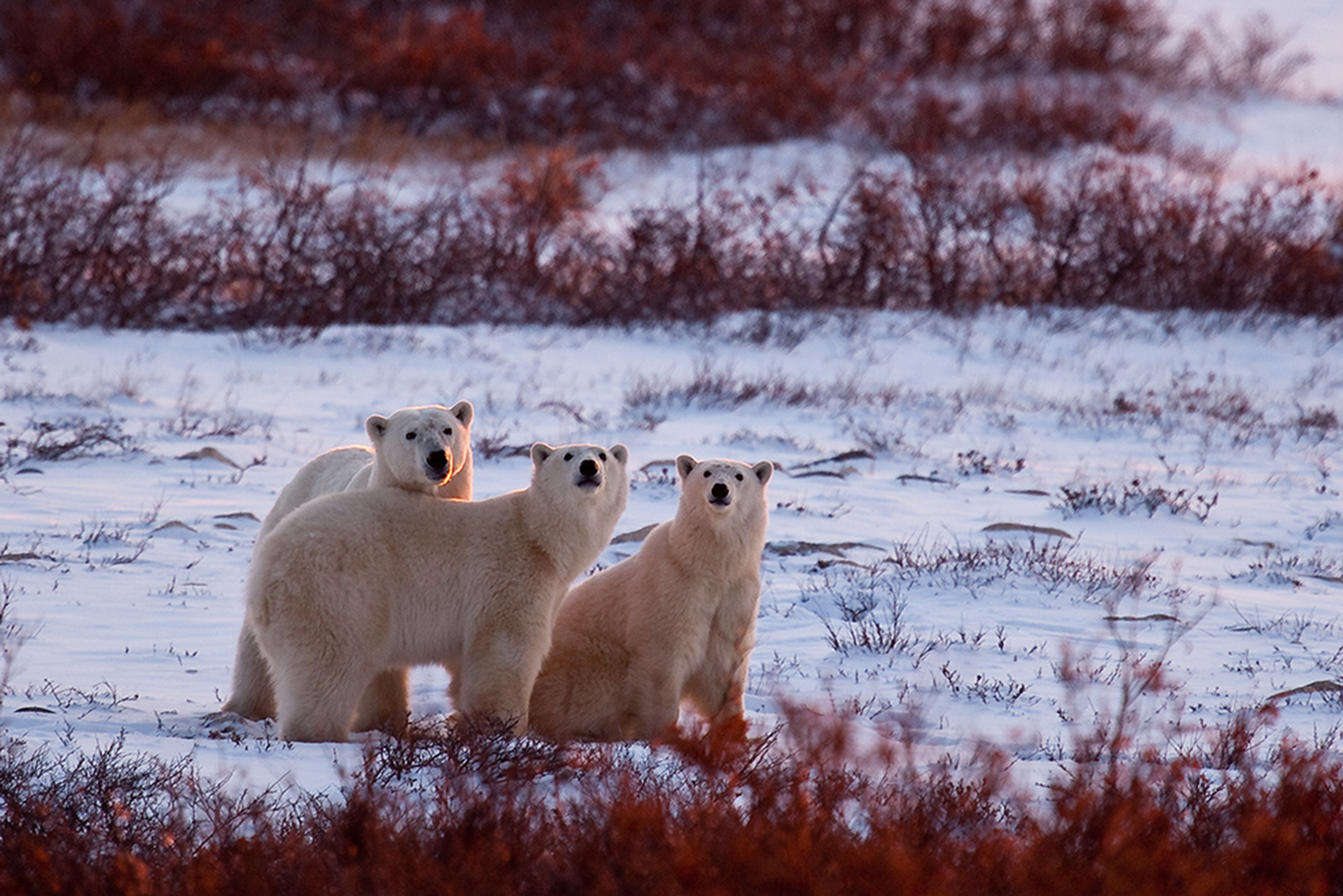 Mum and Yearlings