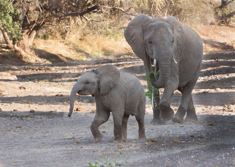 Mashatu Mum and Baby
