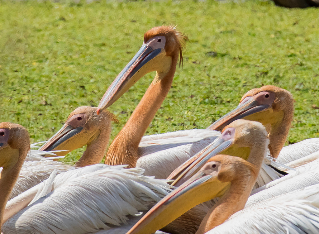 Presidential Doppelgangers