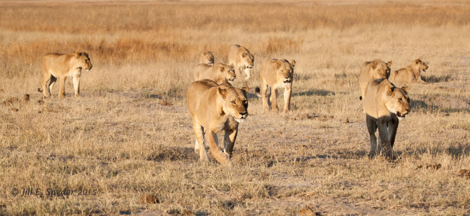 1hwange_lions_7_1_15_4t0g6637.jpg