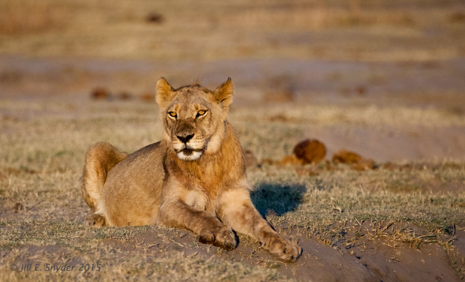 1hwange_lions_7_1_154t0g6751.jpg