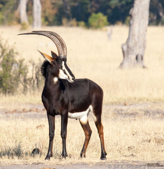 1hwange_sable_7_1_4t0g6006.jpg