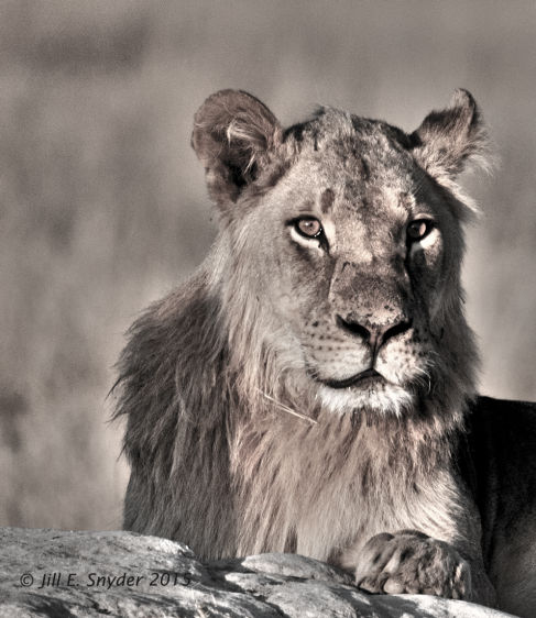 1hwange_lions_7_1_15_4t0g6761_mono_hdr.jpg