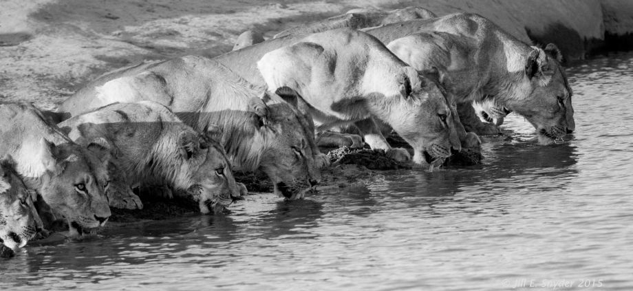 1hwange_lions_bw_jul_1_2015_4t0g6667.jpg