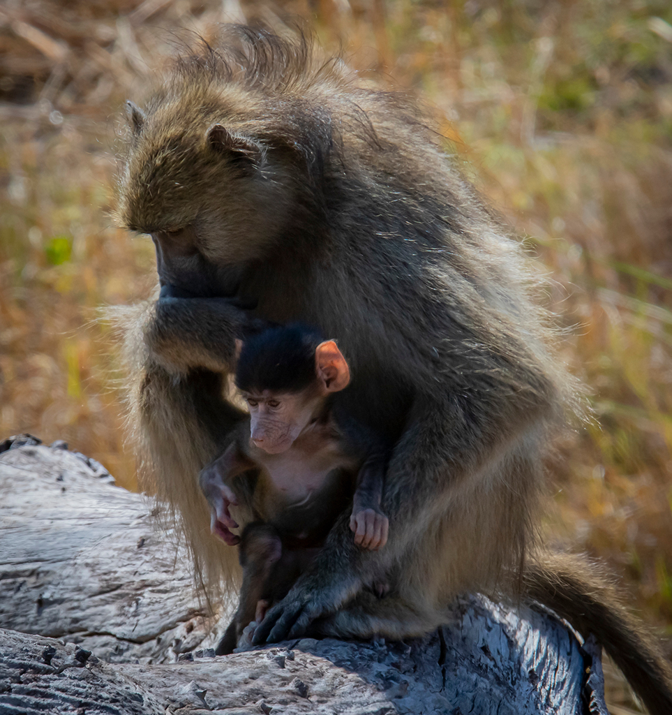 Baboons in Delta Camp, Okavango Delta in 2019 Pondering Mum