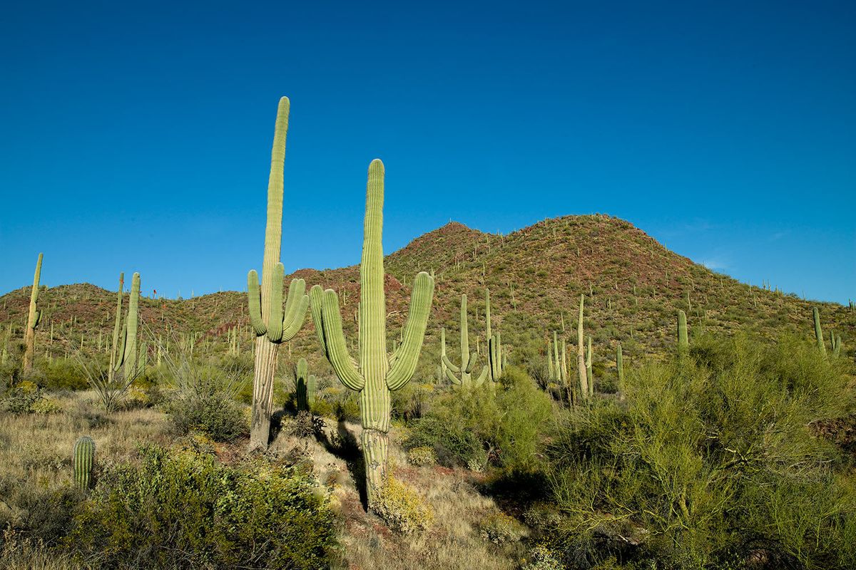 Saguaro Cactus in the Sonora Desert in Arizona