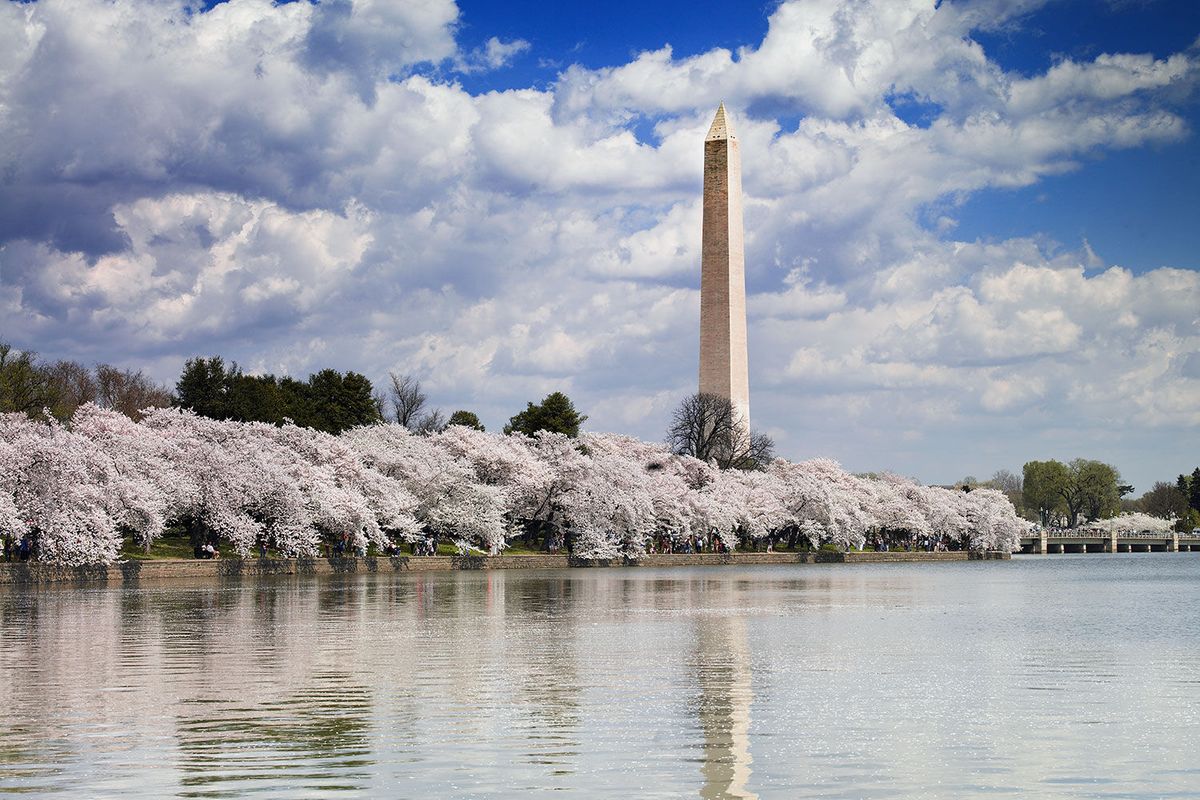 Cherry Blossoms around the Tidal Basin in Washington, D.C.