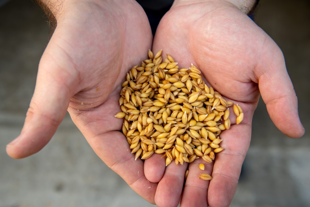 BUHLER.MALT.samples_006.jpg
