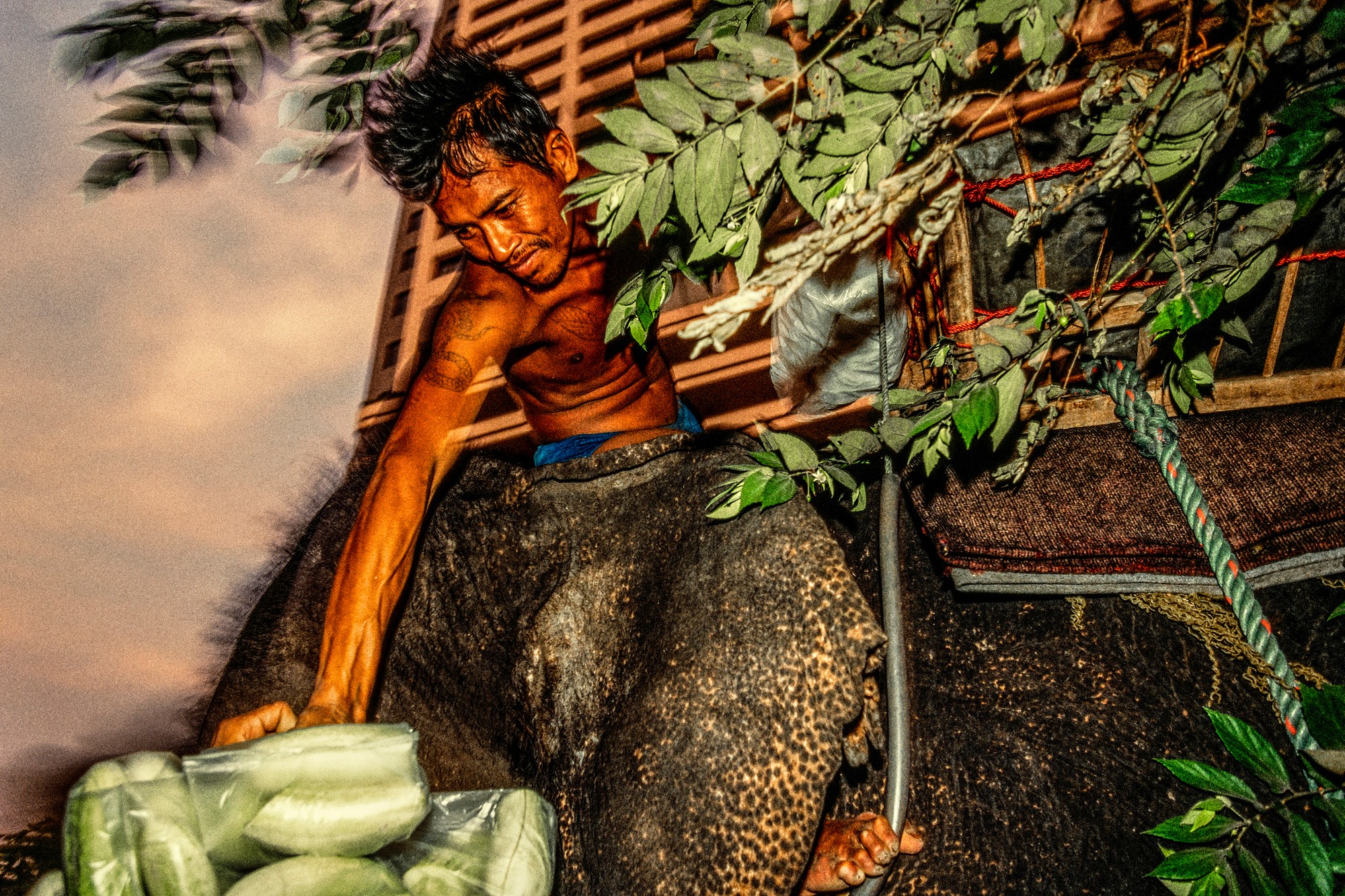 ELEPHANT.thailand_041.jpg