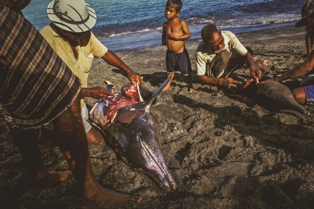 whaling.indonesia_38.jpg