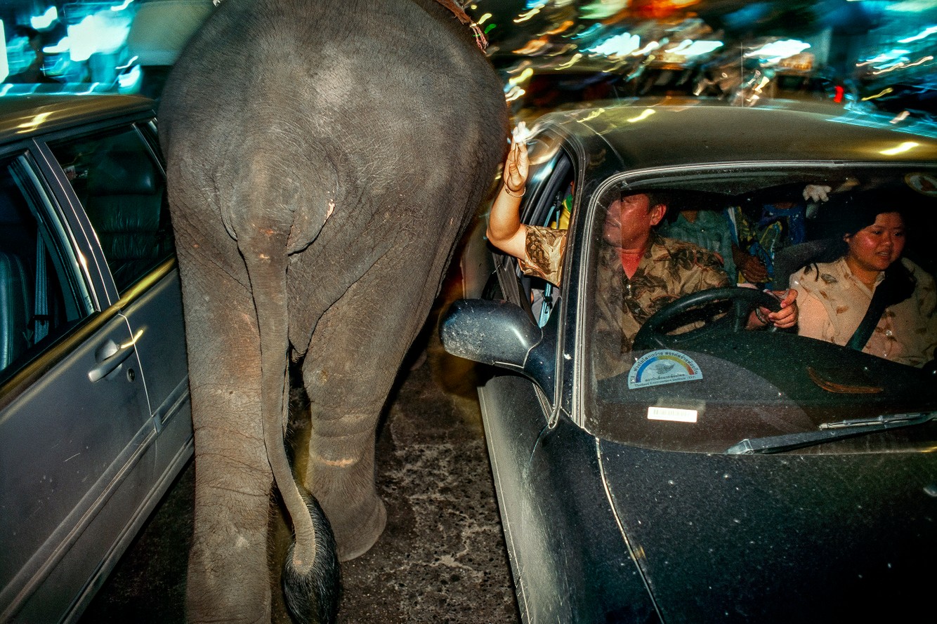 Elephant. Bangkok, Thailand